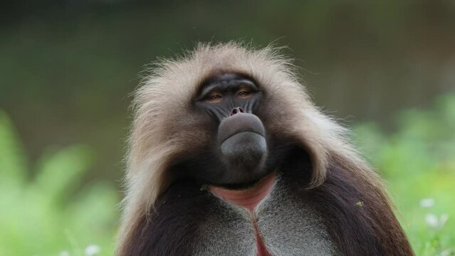 Gelada baboons jump up a tree in the forest.
