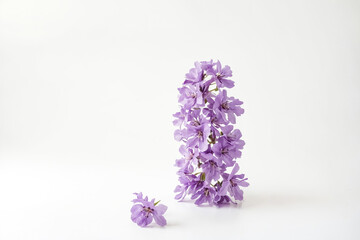 Purple Flowers on White Background