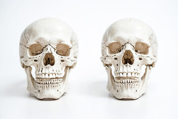 Two Human Skulls Facing Each Other