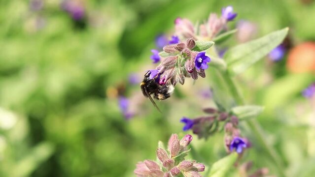 Bumblebee collects nectar from wildflowers. Pollination of flowers by insects. Lawn with flowers, selective focus, summer. Close-up of a bumblebee near a purple flower