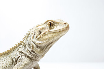 Obraz premium Close-up of a White Lizard