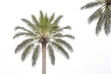 Palm Tree Silhouette Against a White Background