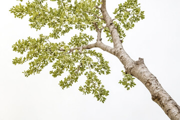 Fototapeta premium Green leaves against a white background