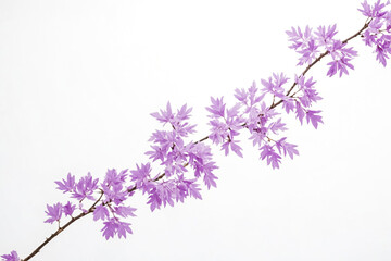 Fototapeta premium Purple Flowers on a Branch Against a White Background