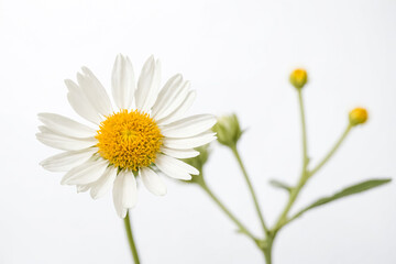 Fototapeta premium Single Daisy with Buds on White Background
