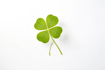 Four Leaf Clover on White Background