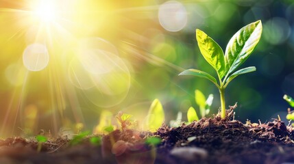 New Life Emerging From the Earth