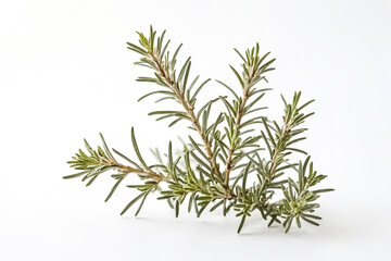 Fototapeta premium Sprig of Rosemary on White Background