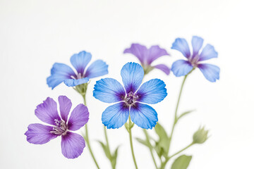 Delicate Blue and Purple Flowers on White Background