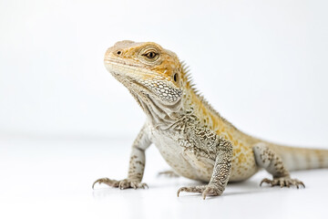 Obraz premium Close-up of a Lizard on a White Background