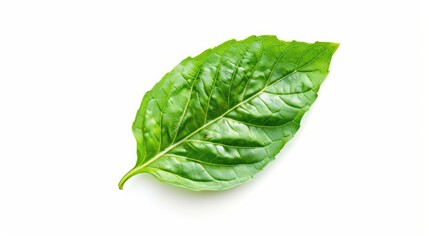 Fototapeta premium Holy basil leaf grown for spiritual and healing uses isolated on white with space for text