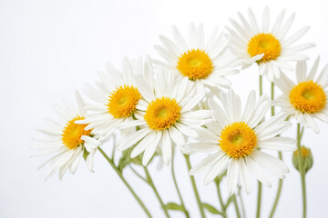 Obraz premium Close-up of white daisies with yellow centers