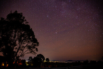 night sky stars with a silhouette of a large tree in frame