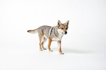 Fototapeta premium Wolfdog Puppy Standing on White Background