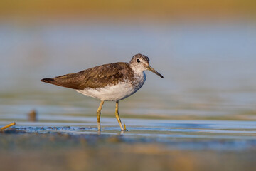 Green Sandpiper (Tringa ochropus) is usually found near freshwater. living in smaller bodies of...