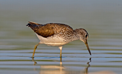 Green Sandpiper (Tringa ochropus) is usually found near freshwater. living in smaller bodies of water such as streams and ponds.There is a dense area on the Tigris River in Diyarbakır.