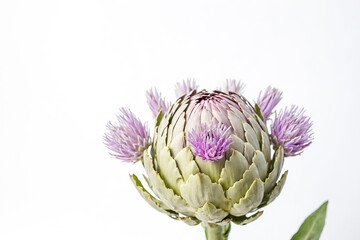 Fototapeta premium Close-up of a Blooming Artichoke Flower