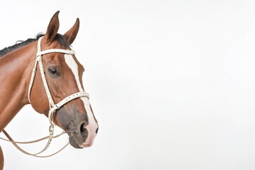 Obraz premium Closeup of a brown horse with a white bridle on a white background