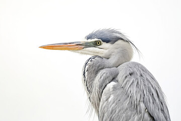 Grey Heron Portrait