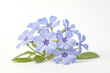 Obraz premium Closeup of Blue Phlox Flowers