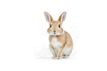 Obraz premium Bunny with Water Splashes