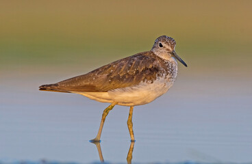 Green Sandpiper (Tringa ochropus) is usually found near freshwater. living in smaller bodies of...