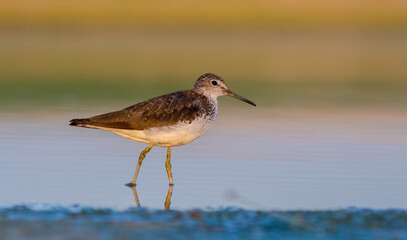 Green Sandpiper (Tringa ochropus) is usually found near freshwater. living in smaller bodies of...