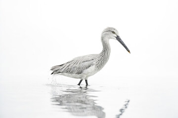 Obraz premium Grey Heron Walking in Shallow Water