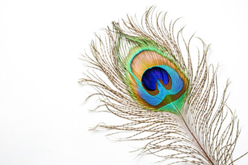 Obraz premium Single Peacock Feather Isolated on White Background