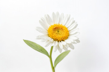 Single White Daisy with Yellow Center on White Background