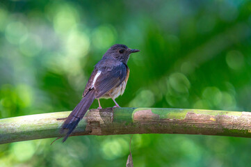 A bird sits on a branch. 
(white rumped shama)