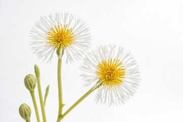 Obraz premium Delicate white flower with yellow center on white background