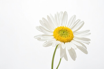Single White Daisy on White Background