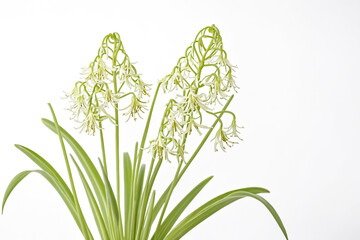 Close-up of delicate white flowers with green stems and leaves against a white background