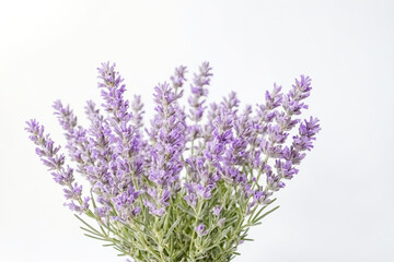 Fototapeta premium Lavender Flowers on White Background