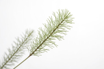 Close-up of a Pine Branch Against a White Background