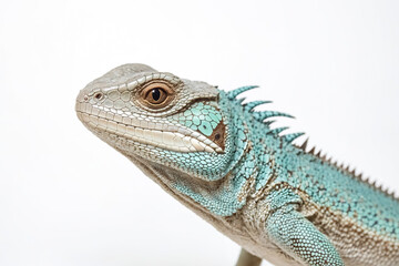 Fototapeta premium Close-up of a blue lizard with white background