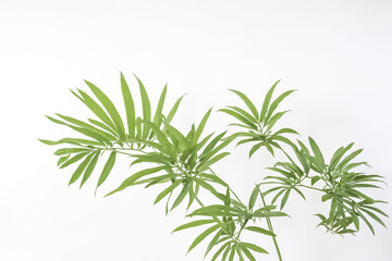Obraz premium Green palm leaves against white background