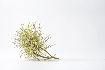Dried Clematis Seed Head on White Background