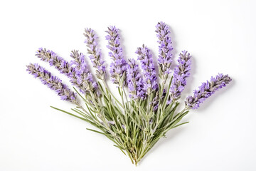 Naklejka premium Lavender Flowers on White Background