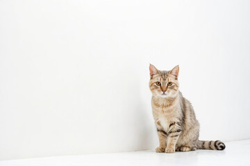 Obraz premium Cute tabby cat sitting on a white background