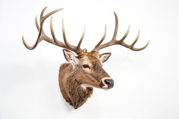 Deer Head with Antlers