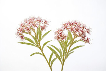 Obraz premium Closeup of Pink and White Flowers with Green Stems on a White Background