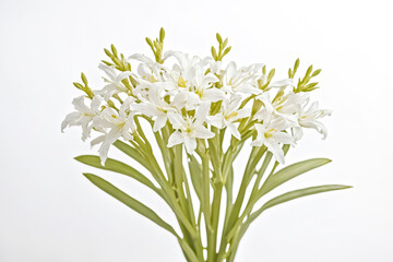 Fototapeta premium Delicate White Flowers with Green Stems Isolated on White Background