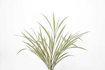 Obraz premium Green Plant Leaves on White Background