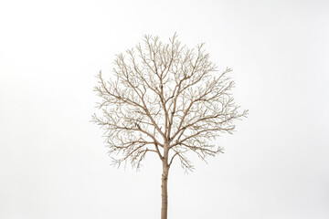 Obraz premium Bare Tree Silhouette Against White Background