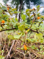 Golden Berries from Himalayas