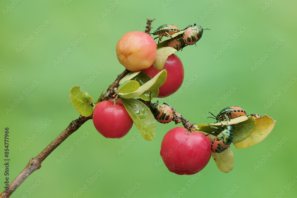 Wall mural a young colony of harlequin bugs is feeding on the fruit-laden branches of a barbados cherry tree. t