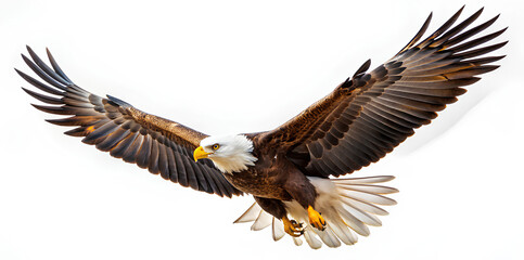 Obraz premium Eagle flying isolated at white