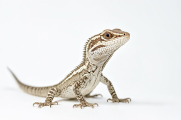 Obraz premium Close-up of a brown lizard on a white background